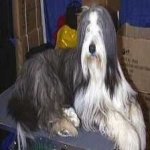 image of bearded_collie #28