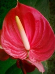 image of flower
