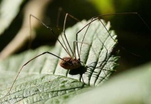 image of harvestman