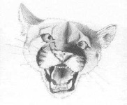 Cougar face labeled image dataset | images.cv