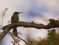 image of jacamar