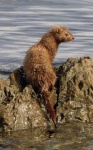 image of mink