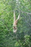 image of gibbon