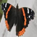 image of animal