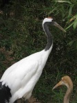image of crane