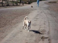 image of siberian_husky