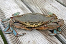 image of animal