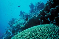 image of reef