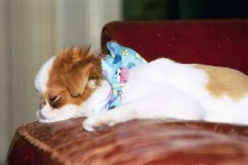 image of animal