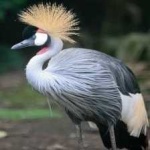image of bird