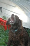 image of curly_coated_retriever