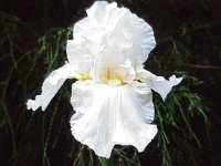 image of bearded_iris #25