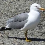 image of bird