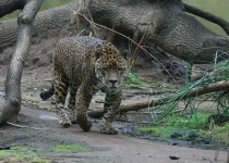 image of jaguar_car