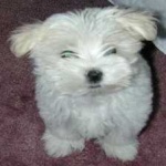 image of animal