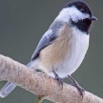 image of bird