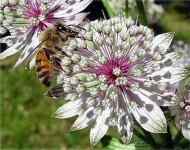 image of flower