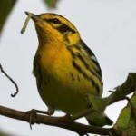 image of bird
