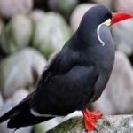 image of bird