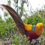 image of golden_pheasant #11