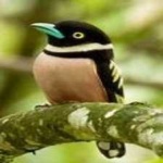 image of bird