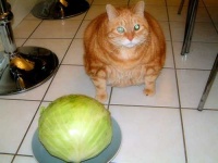 image of head_cabbage