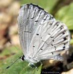 image of cabbage_butterfly