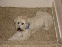 image of soft_coated_wheaten_terrier