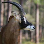 image of animal