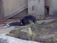 image of sloth_bear #11