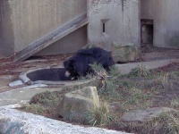 image of sloth_bear