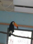 image of toucan