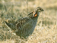 image of prairie_chicken