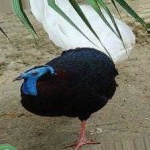 image of bulwers_pheasant #15