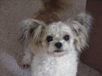 image of papillon
