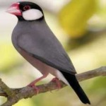 image of bird