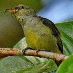 image of bird