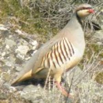 image of bird