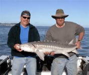image of sturgeon