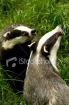 image of badger