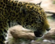 image of jaguar