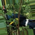 image of bird