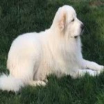 image of animal