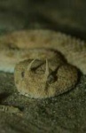 image of horned_viper