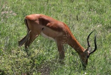 image of impala