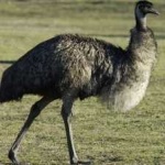 image of emu #7