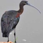 image of bird