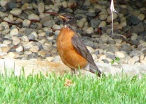 image of robin