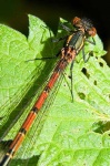 image of dragonfly