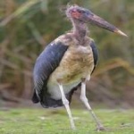 image of bird